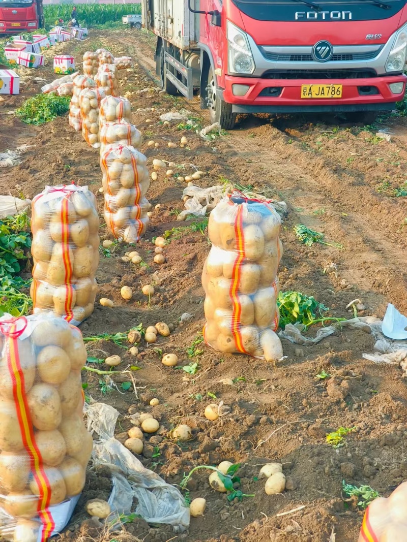 玉田精品土豆大量现货