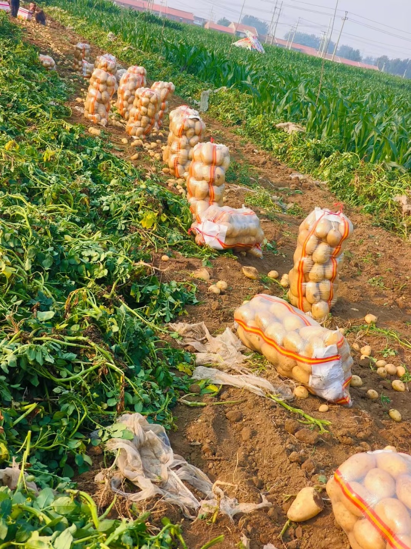 玉田精品土豆大量现货