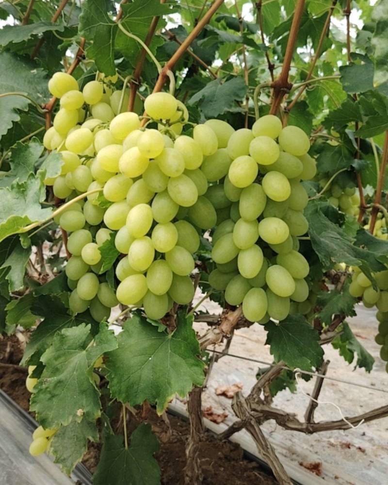 山东葡萄