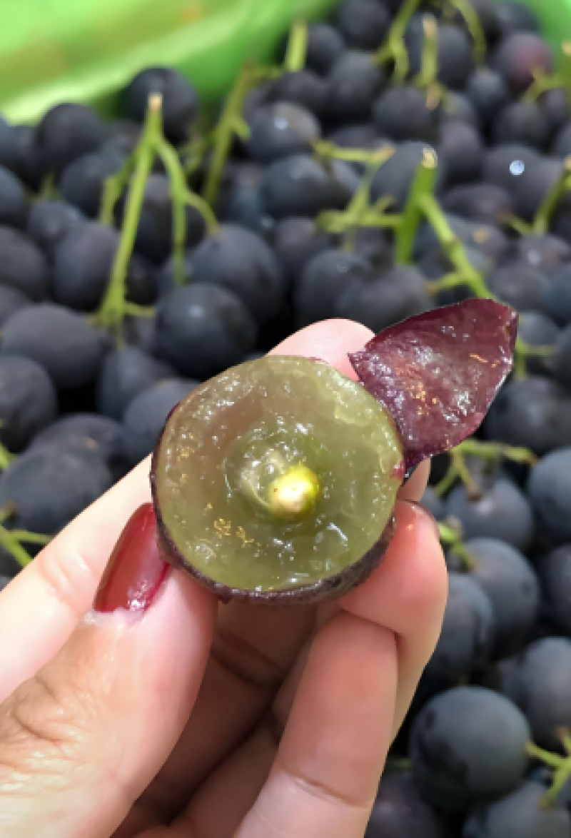 【推荐】巨峰葡萄大量接单产地直发量大从优欢迎来电