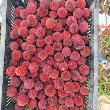 杨梅次果