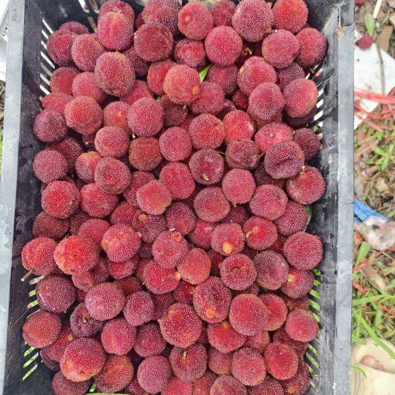 杨梅次果