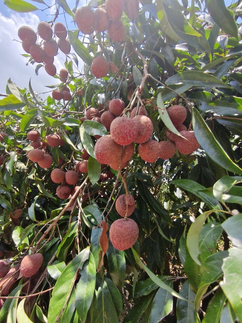荔枝福建诏安黑叶荔枝