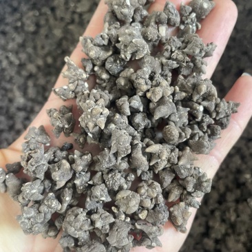 猫爪草野外生大货批发一手货源