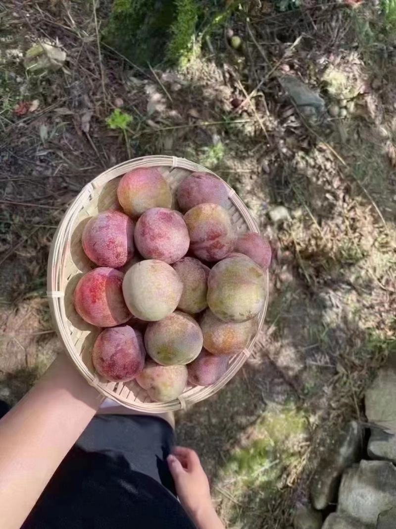 桃形李