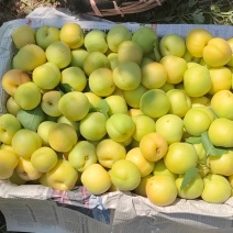 银白杏