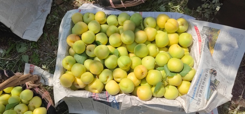 银白杏