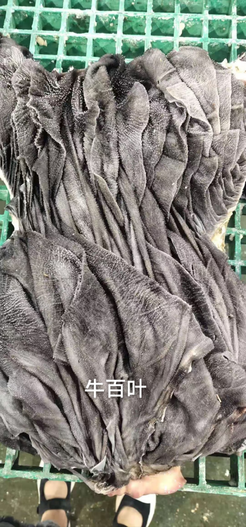 牛百叶