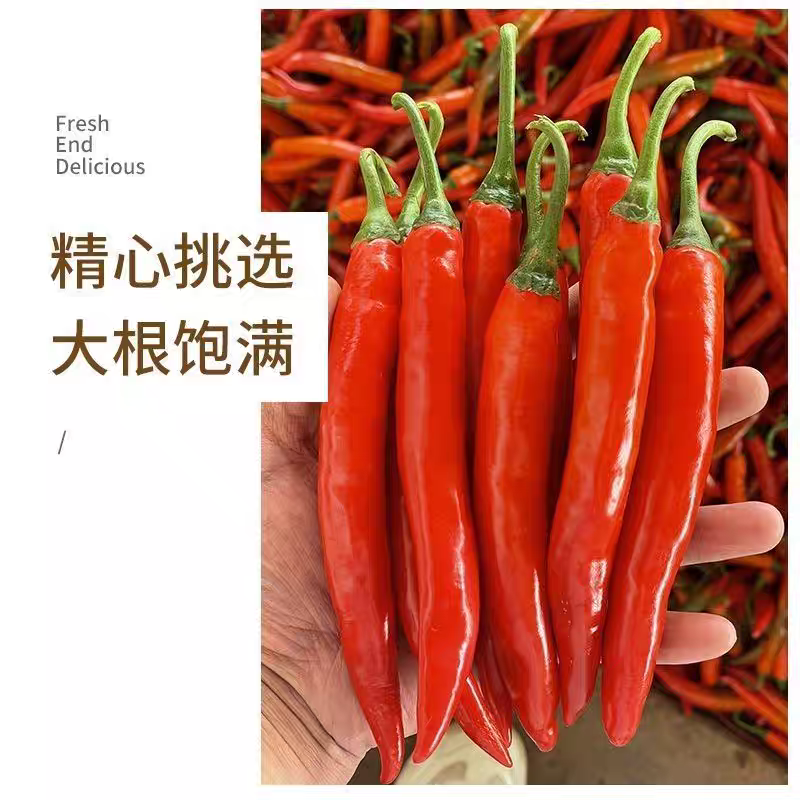 《美人椒》海花红辣椒/河南红辣椒/产地货源/全国供应批发