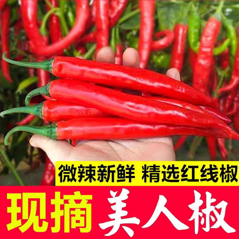 《美人椒》海花红辣椒/河南红辣椒/产地货源/全国供应批发