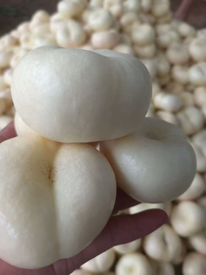 蒙阴奶油蟠桃，奶油蟠桃，一件起批，坏果包赔欢迎下单质询