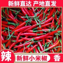 《小米椒》商丘小米椒/朝天辣/产地货源/全国供应批发