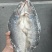 去腥清江鱼（腌制去腥口感嫩）