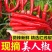 《海花红》商丘美人椒/河南红辣椒/产地货源/全国供应批发