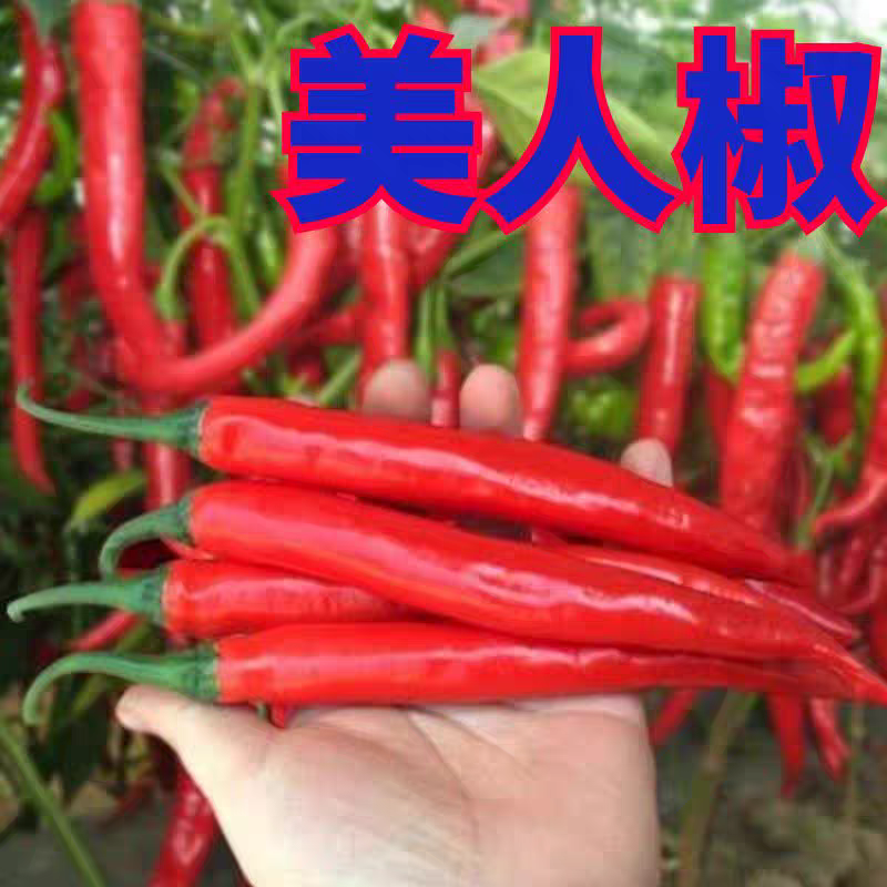 《海花红》商丘美人椒/河南红辣椒/产地货源/全国供应批发