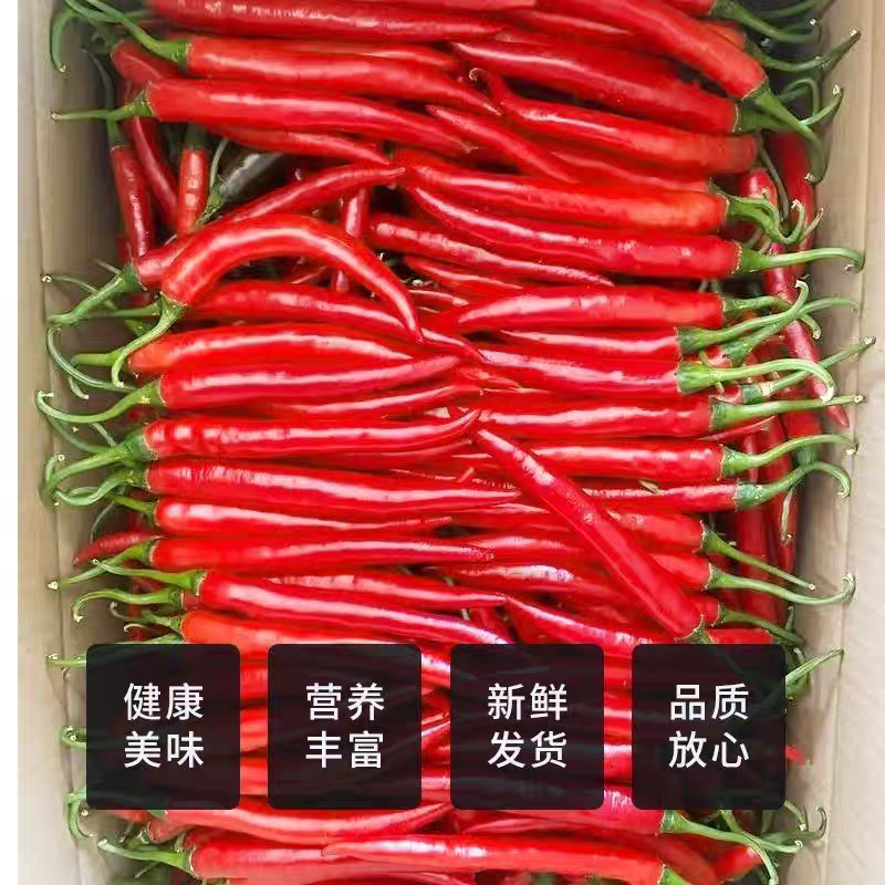 《海花红》商丘美人椒/河南红辣椒/产地货源/全国供应批发