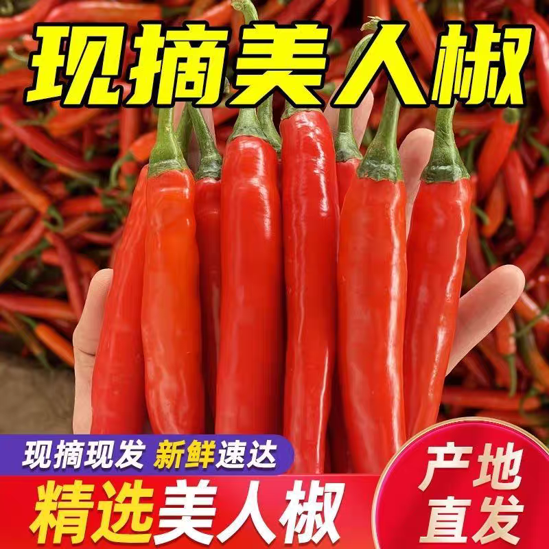 《海花红》商丘美人椒/河南红辣椒/产地货源/全国供应批发