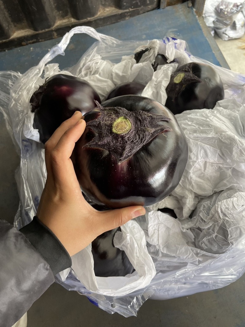 山东一级紫皮圆茄，山东寿光A级精品圆茄，山东寿光紫皮圆茄