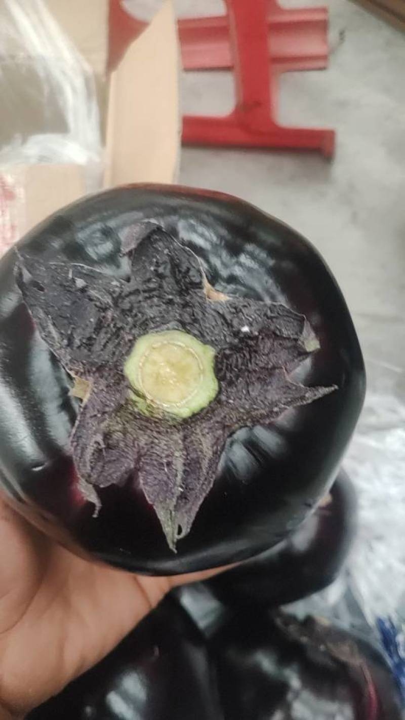 山东一级紫皮圆茄，山东寿光A级精品圆茄，山东寿光紫皮圆茄