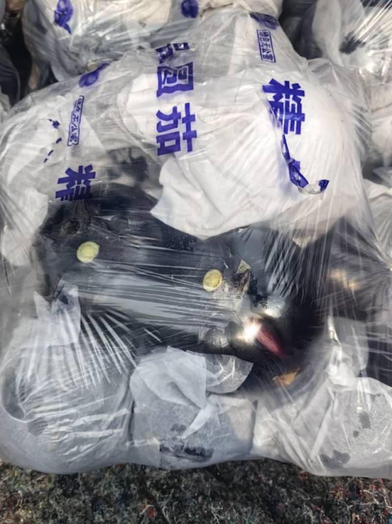 山东一级紫皮圆茄，山东寿光A级精品圆茄，山东寿光紫皮圆茄
