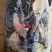 八分黑牛肚，半成品金钱肚，全肚，肚领，肚叉