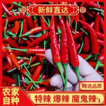 《小米椒》商丘小米椒/朝天辣/产地货源/全国供应批发