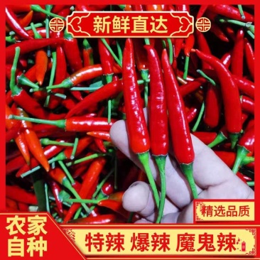 《小米椒》商丘小米椒/朝天辣/产地货源/全国供应批发