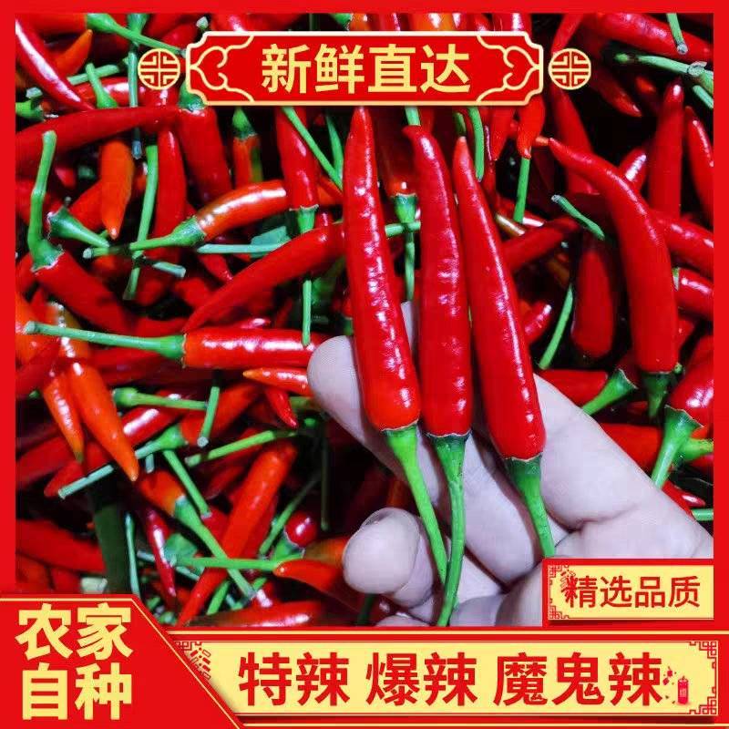《小米椒》商丘小米椒/朝天辣/产地货源/全国供应批发