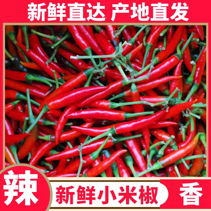 《小米椒》商丘小米椒/朝天辣/产地货源/全国供应批发