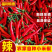 《小米椒》商丘小米椒/朝天辣/产地货源/全国供应批发