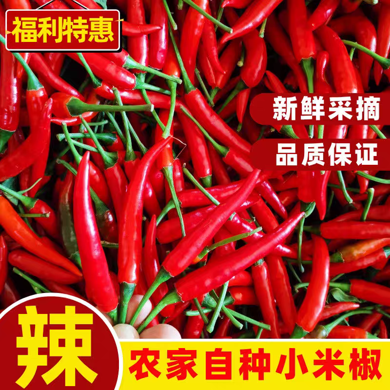 《小米椒》商丘小米椒/朝天辣/产地货源/全国供应批发