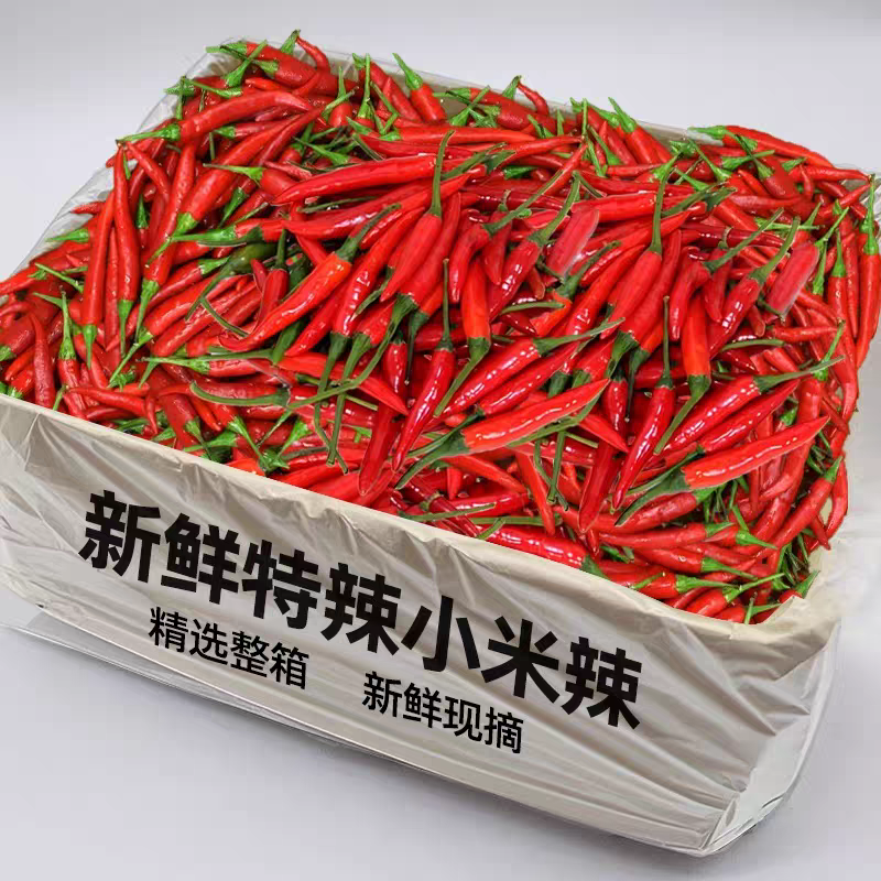 《小米椒》商丘小米椒/朝天辣/产地货源/全国供应批发