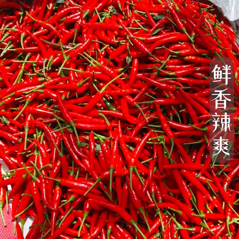 《小米椒》商丘小米椒/朝天辣/产地货源/全国供应批发
