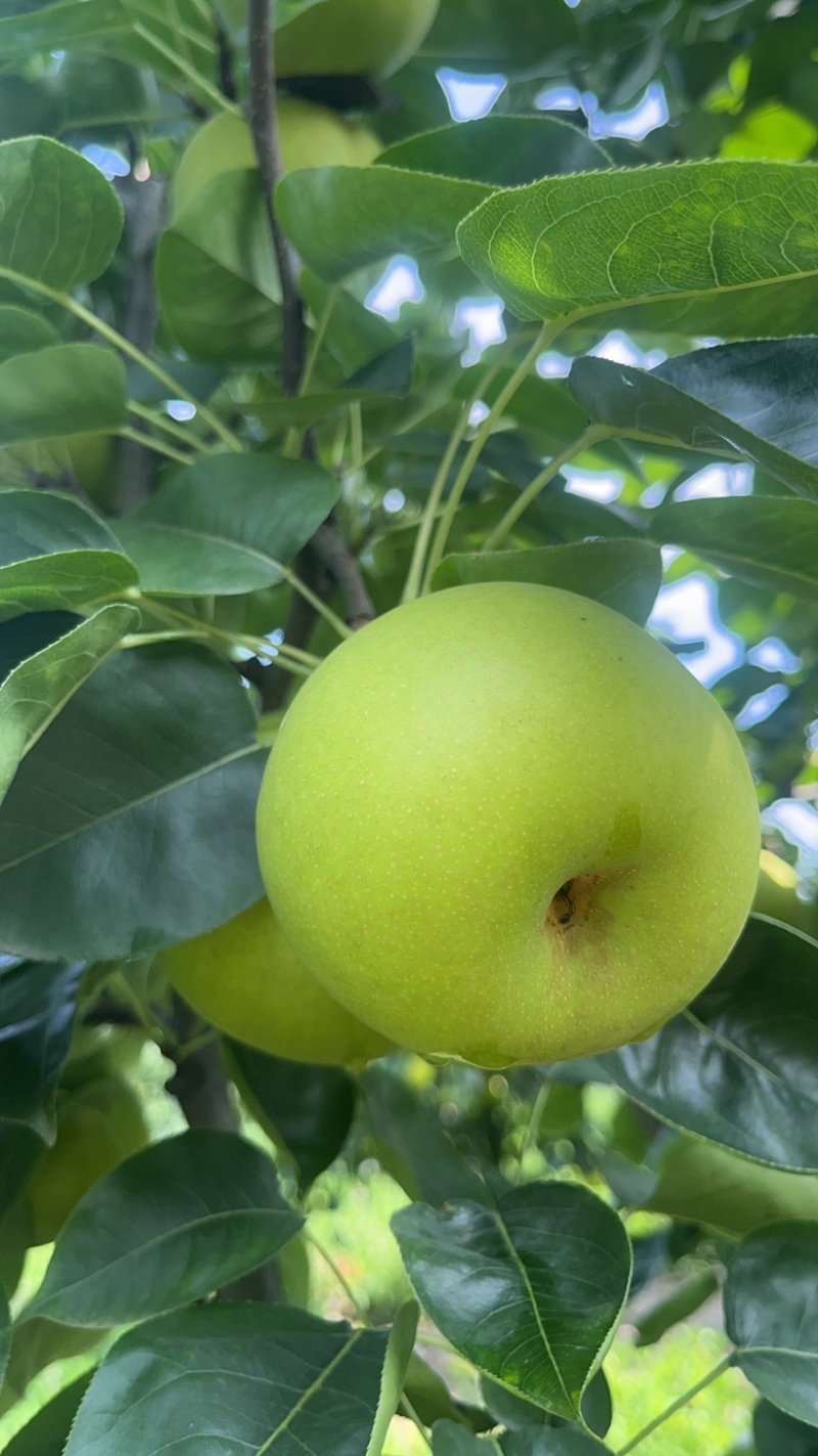 翠玉梨，苹果梨，518，早熟系列，脆甜无渣，大量供应。
