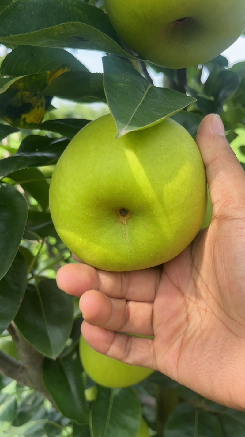 翠玉梨，苹果梨，518，早熟系列，脆甜无渣，大量供应。