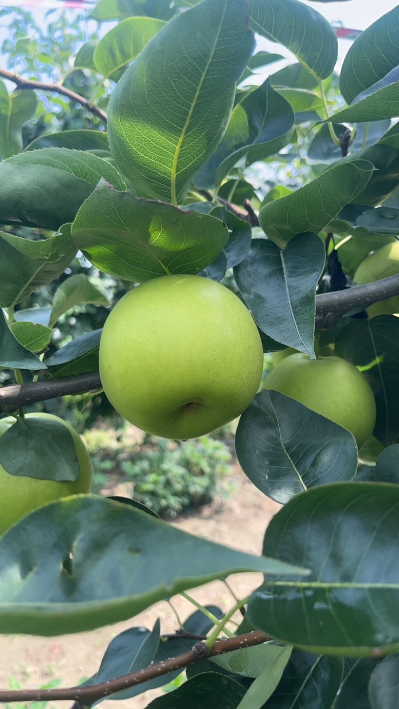 翠玉梨，苹果梨，518，早熟系列，脆甜无渣，大量供应。