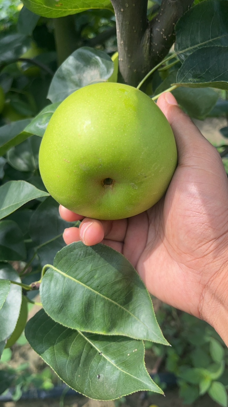 翠玉梨，苹果梨，518，早熟系列，脆甜无渣，大量供应。