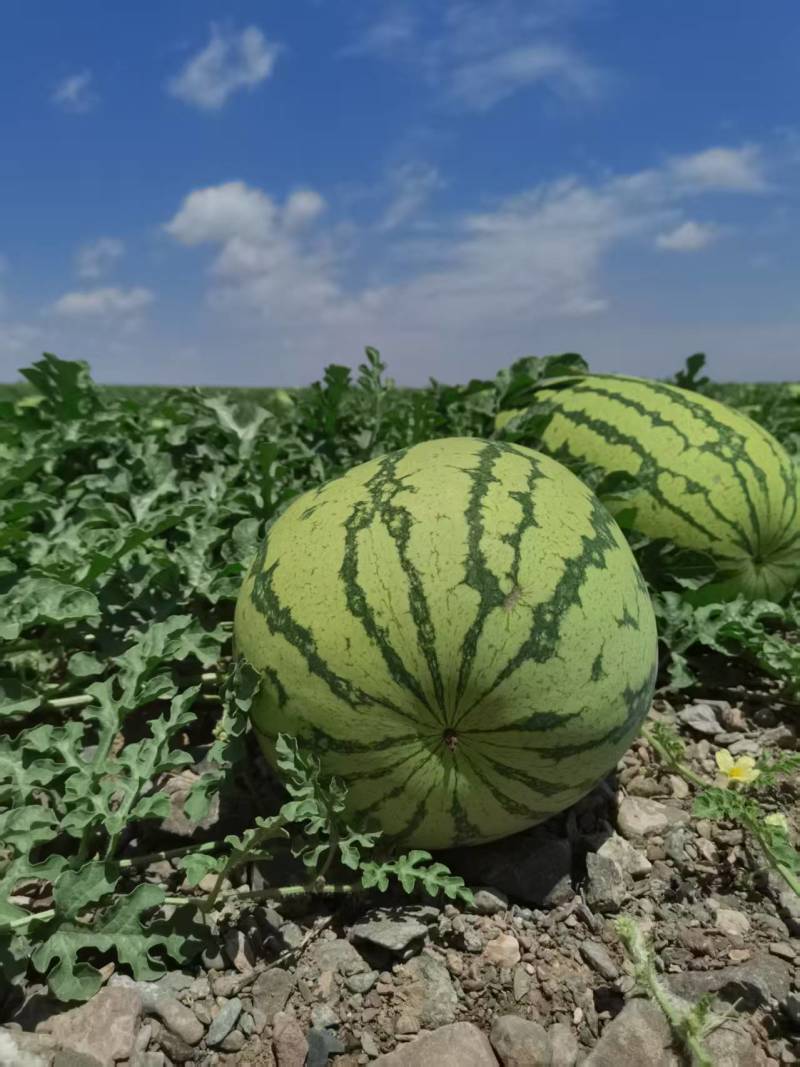 宁夏大山里的石头瓜硒砂瓜西瓜品质保证价格美丽