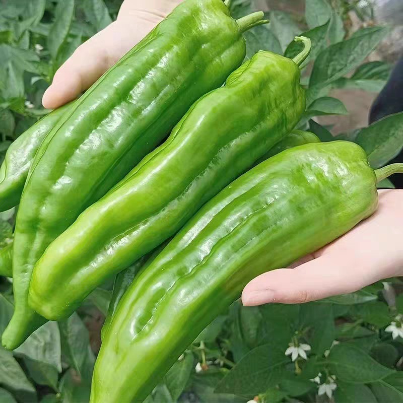 《泡椒》河南辣椒/薄皮辣椒/商丘鲜辣椒/产地质量三包