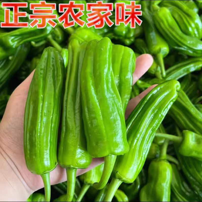 《泡椒》河南辣椒/薄皮辣椒/商丘鲜辣椒/产地质量三包