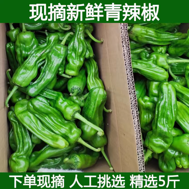 《泡椒》河南辣椒/薄皮辣椒/商丘鲜辣椒/产地质量三包
