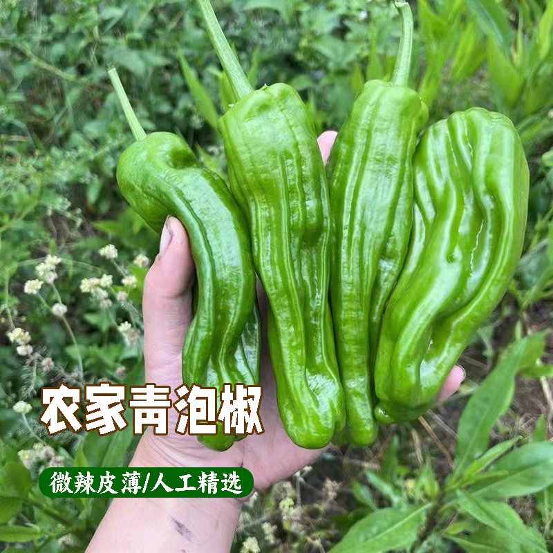 《泡椒》河南辣椒/薄皮辣椒/商丘鲜辣椒/产地质量三包
