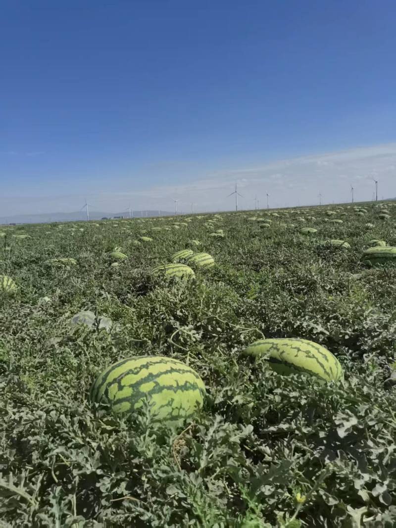 宁夏硒砂瓜西瓜基地直发货源充足量大从优欢迎来电