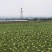 宁夏硒砂瓜西瓜基地直发货源充足量大从优欢迎来电