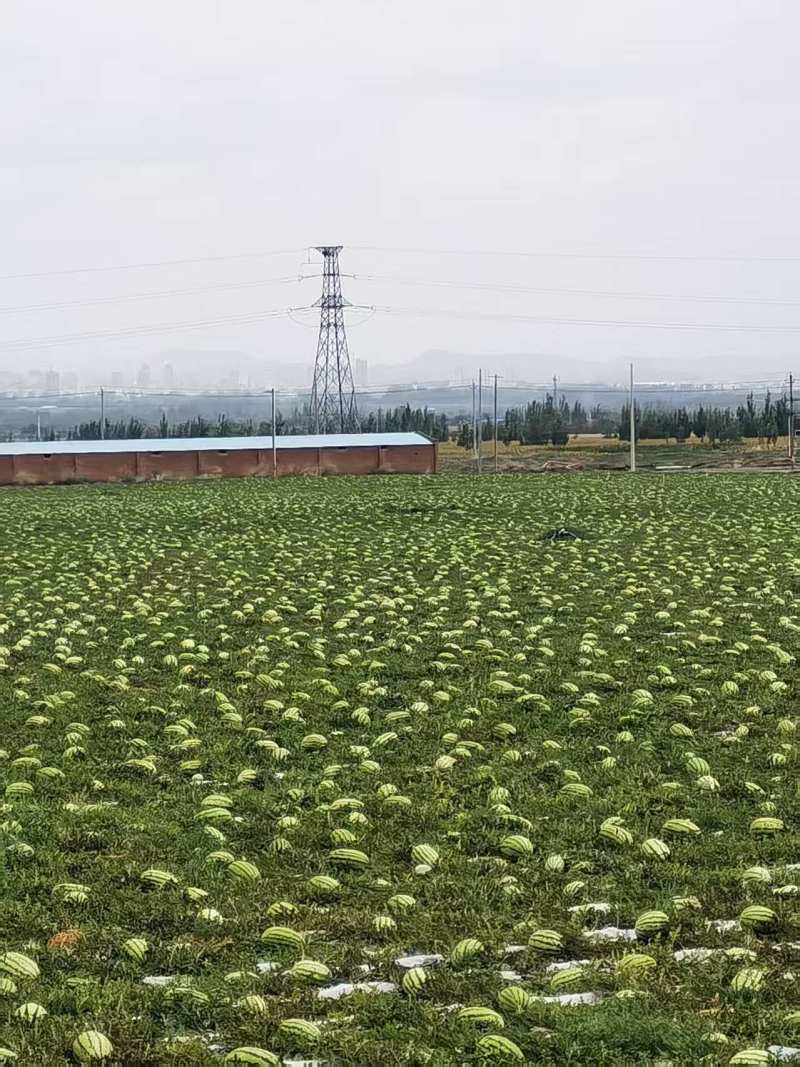 宁夏硒砂瓜西瓜基地直发货源充足量大从优欢迎来电