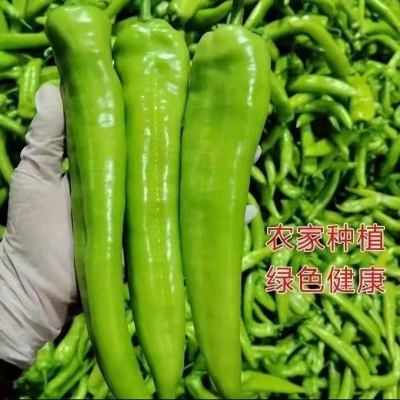 《尖椒》河南尖椒/商丘尖椒/产地货源/质量三包全国批发