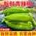《尖椒》河南尖椒/商丘尖椒/产地货源/质量三包全国批发