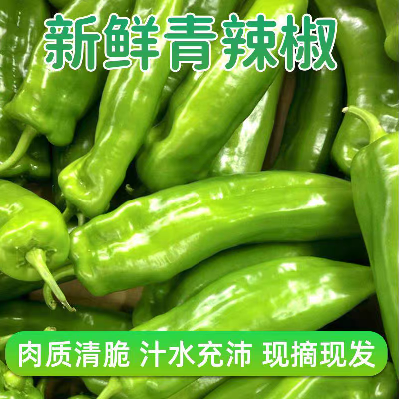 《尖椒》河南尖椒/商丘尖椒/产地货源/质量三包全国批发
