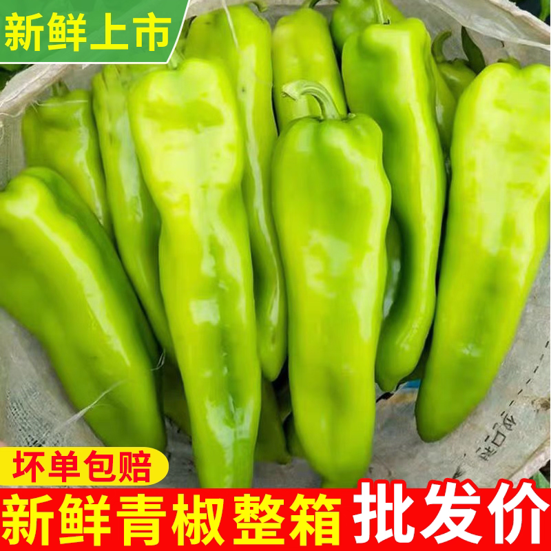 《尖椒》河南尖椒/商丘尖椒/产地货源/质量三包全国批发