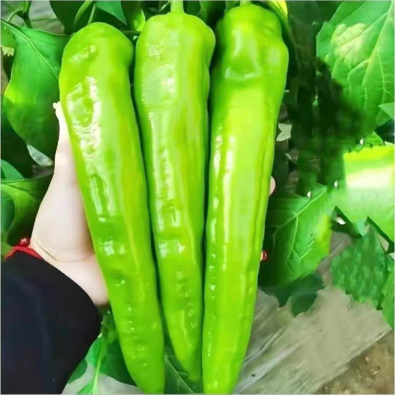《尖椒》河南尖椒/商丘尖椒/产地货源/质量三包全国批发
